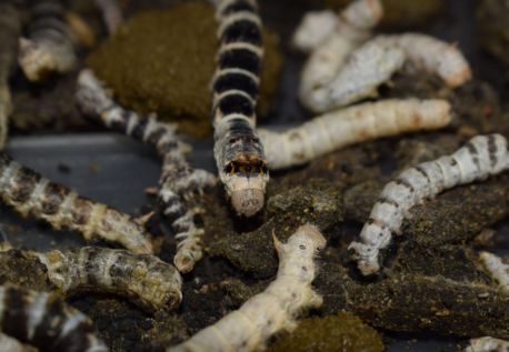 Silkworms in winter