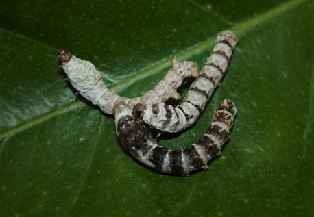 Zebra, Tiger, and White Seductress silkworms. What’s the difference?