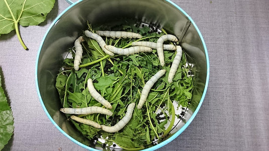 The top 5 benefits of raising silkworms in your classroom