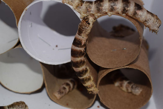 First tiger silkworms cocooning