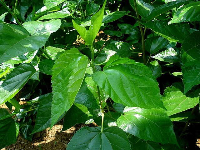 Silkworm season is fast approaching!