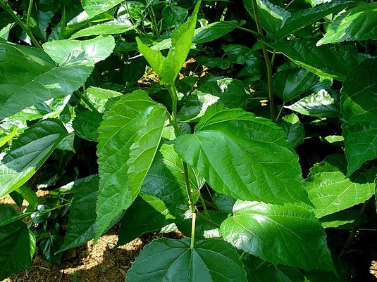 Silkworm season is fast approaching!