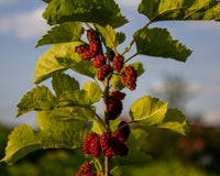 Why is natural mulberry silk considered eco-friendly?