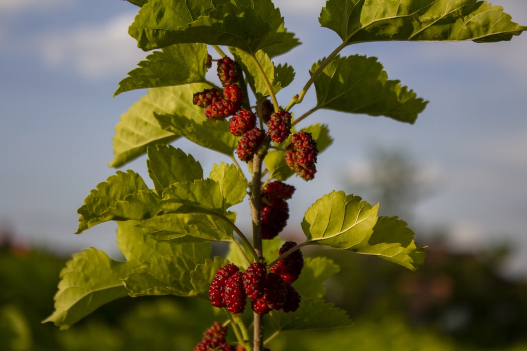 Why is natural mulberry silk considered eco-friendly?