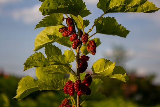 Why is natural mulberry silk considered eco-friendly?