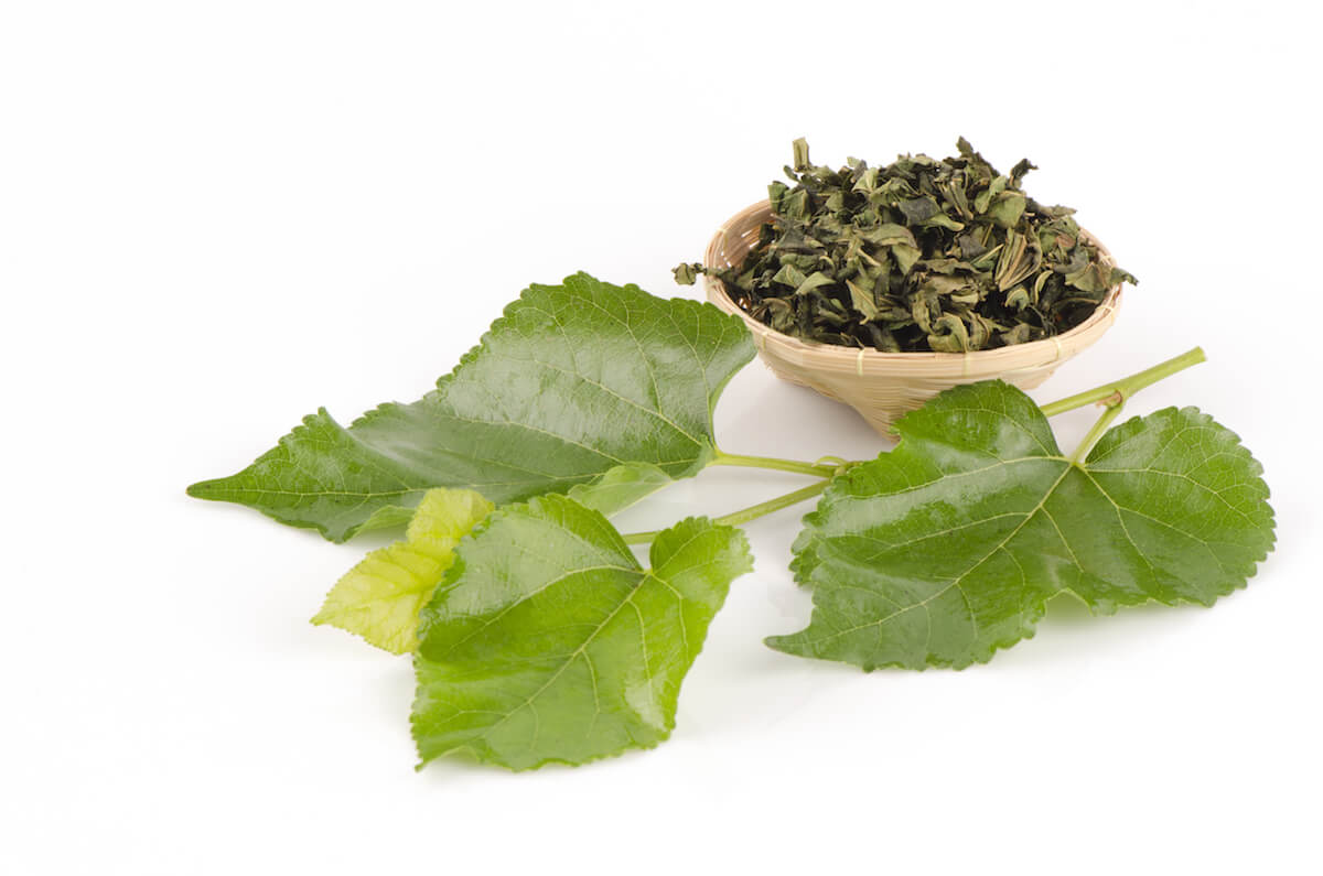 Mulberry leaf tea: 4 remarkable health benefits