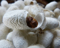 Care and raising tips for silkworms