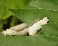 The benefits of feeding silkworms to your reptile pets