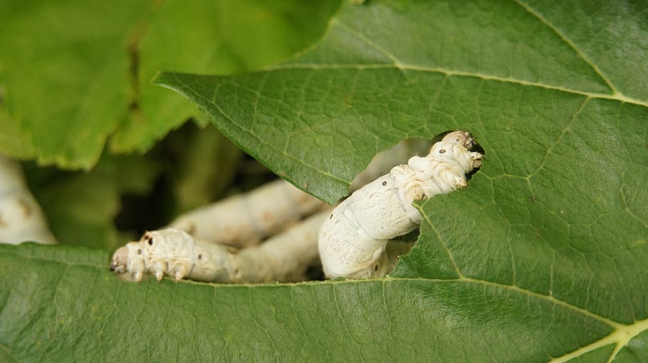 The benefits of feeding silkworms to your reptile pets