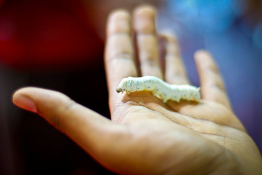 How to keep your silkworms safe from pests