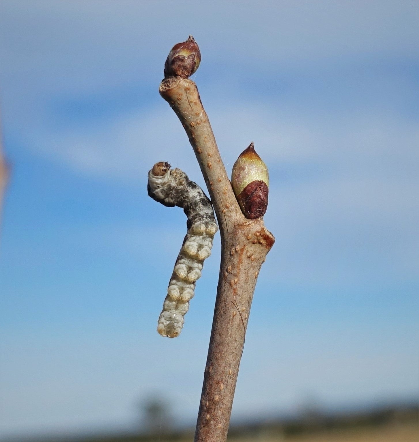 A beginner’s guide to silkworms (everything you need to know)