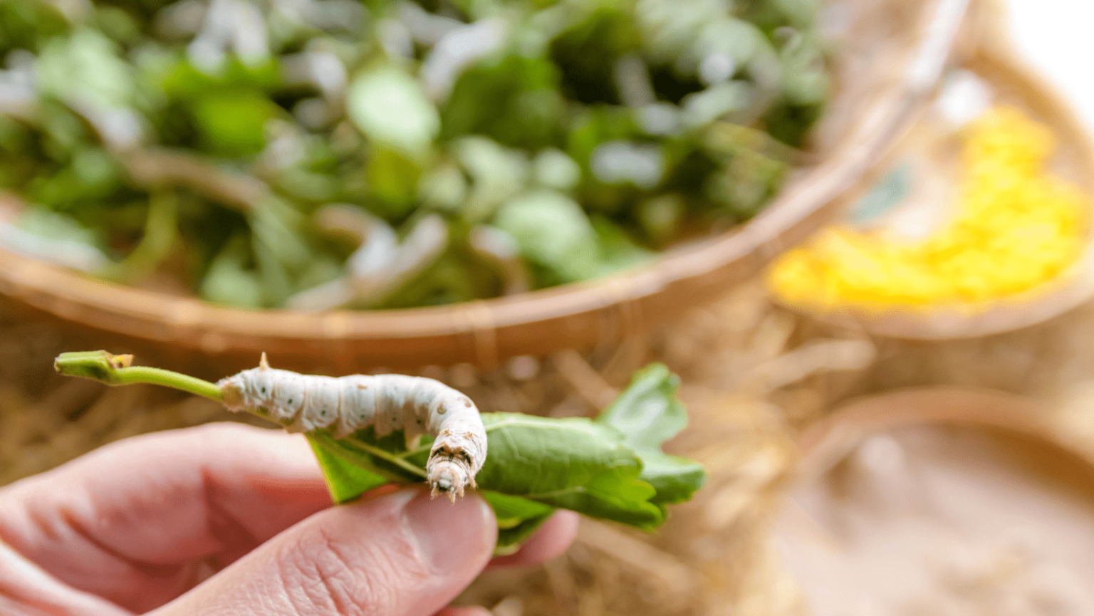 Metabolomic differences between silkworms (bombyx mori) reared on fresh mulberry (morus) leaves or artificial diets