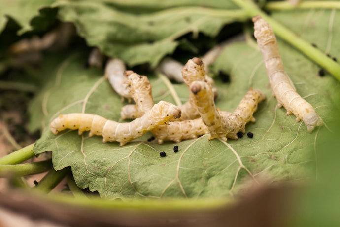 10 interesting silkworm facts (that will blow you away)