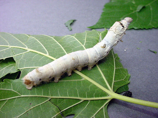 Damage to silkworms caused by pesticides and preventive measures