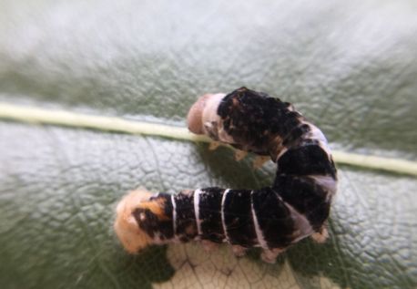 Tiger silkworms have hatched!