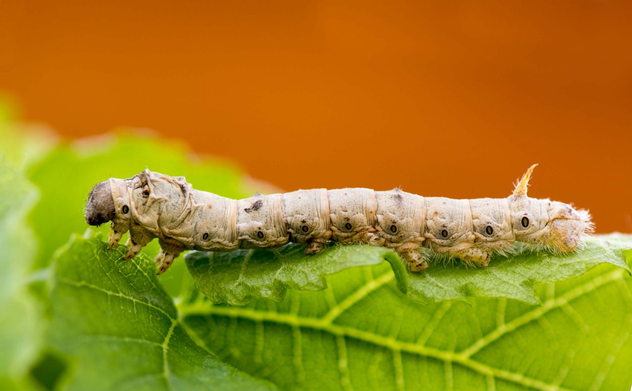 Pet food tips: How are silkworms different to regular worms?