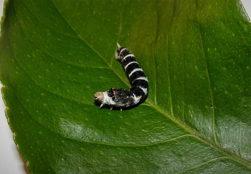 Load image into Gallery viewer, Tiger Silkworm Eggs
