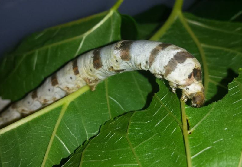 Load image into Gallery viewer, Zebra Silkworm Eggs
