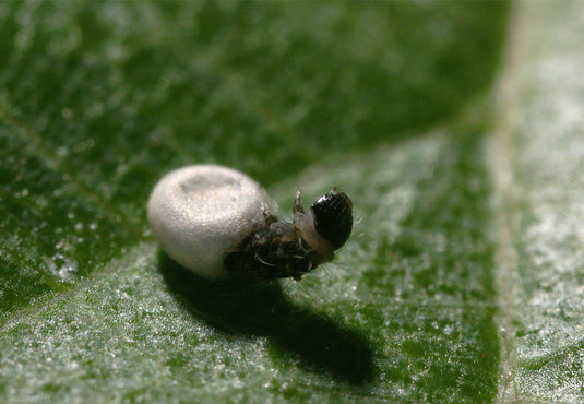 White Seductress Silkworm Eggs