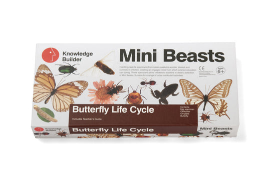 Mini Beasts - Silkworm Life Cycle Set