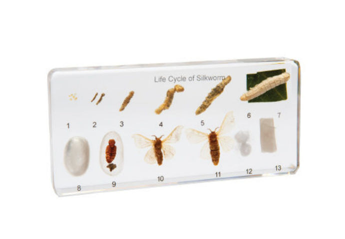 Mini Beasts - Silkworm Life Cycle Block