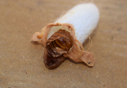 Waste Silkworm Cocoons