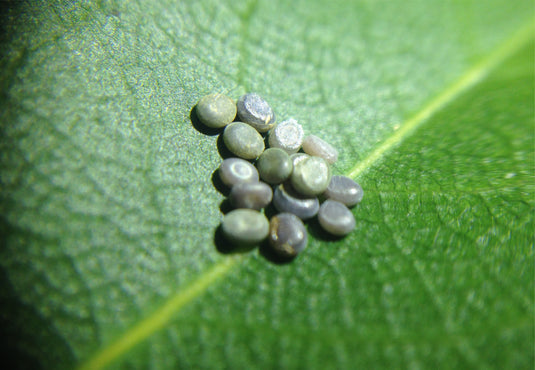 Zebra Silkworm Eggs