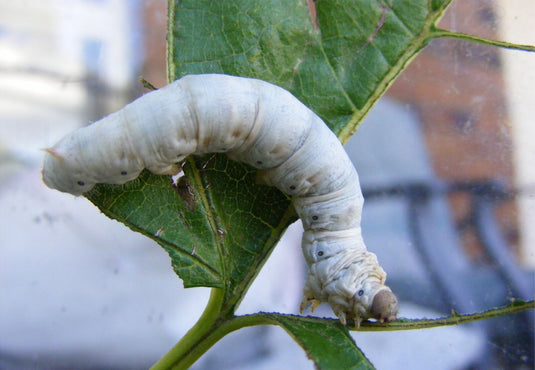 White Seductress Silkworm Eggs