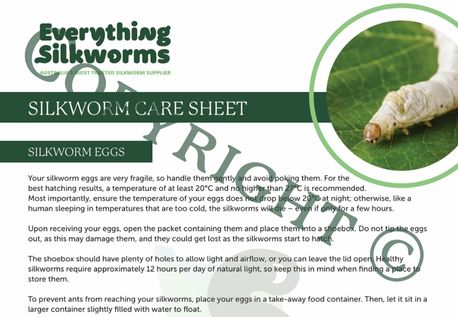 Silkworm Care Sheet