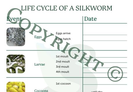 Life Cycle Fill-in Sheet