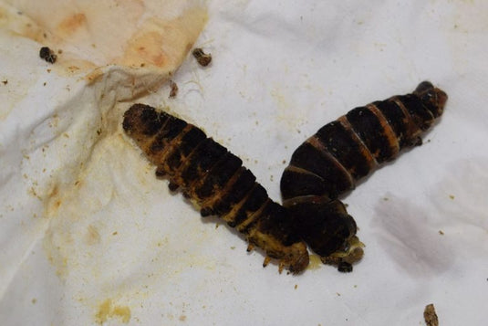 Common silkworm diseases and problems