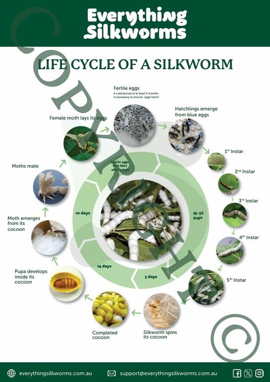 Life Cycle Poster