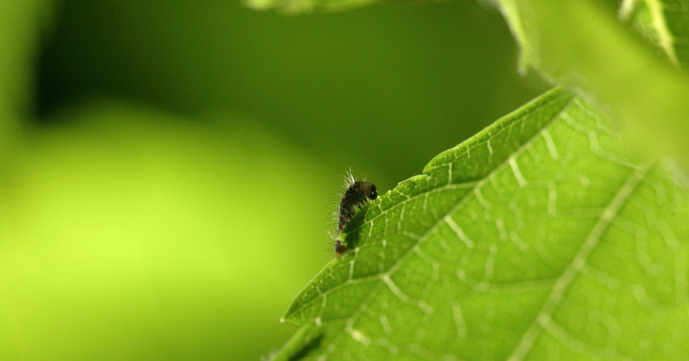 Everything Silkworms