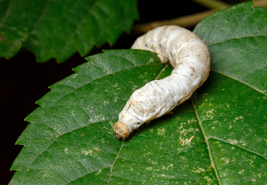 Silkworms