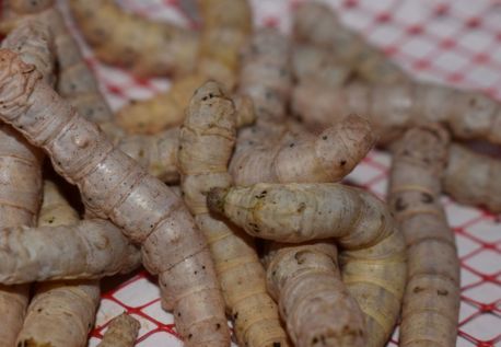 Live Silkworms Large