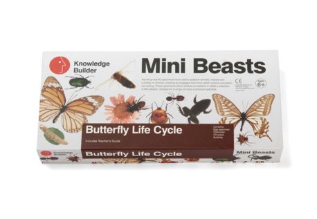 Mini Beasts - Silkworm Life Cycle Set