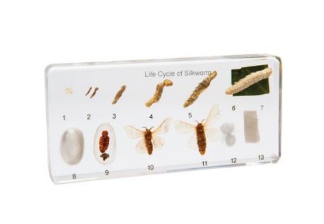 Mini Beasts - Silkworm Life Cycle Block