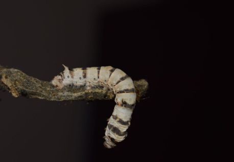 Join our online silkworm rearing community