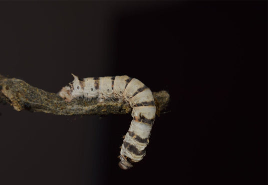 Live Silkworms Medium