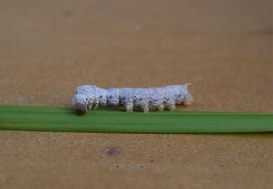 Live Silkworms Medium