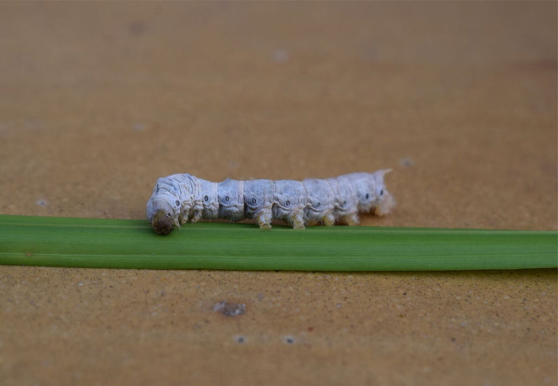 Load image into Gallery viewer, Live Silkworms Medium
