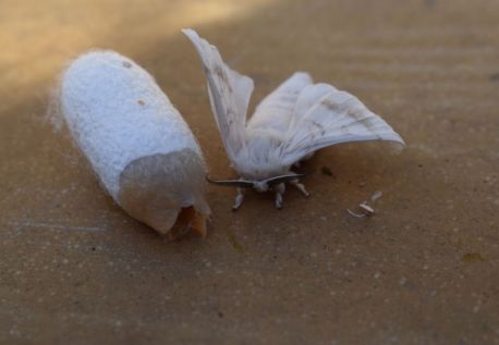 Silkworm rearing today