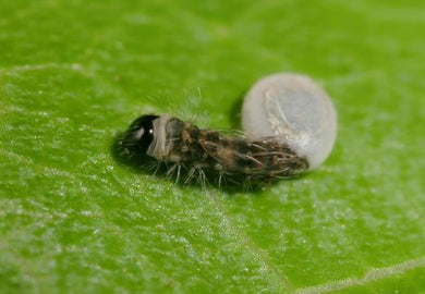 Zebra Silkworm Eggs