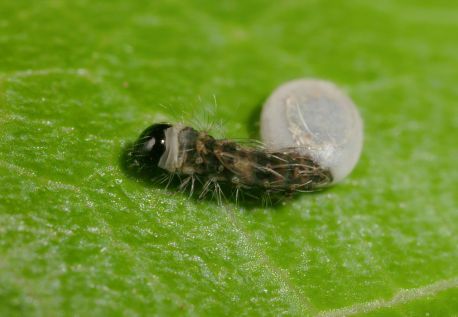 Load image into Gallery viewer, Zebra Silkworm Eggs
