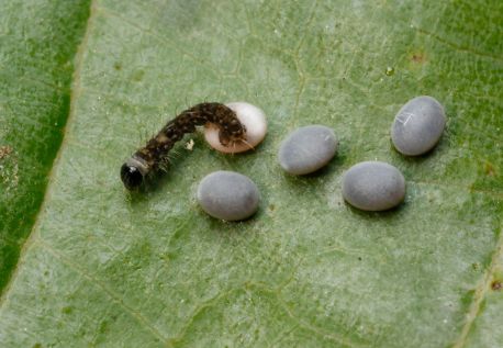 Tiger Silkworm Eggs