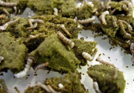 Silkworm food