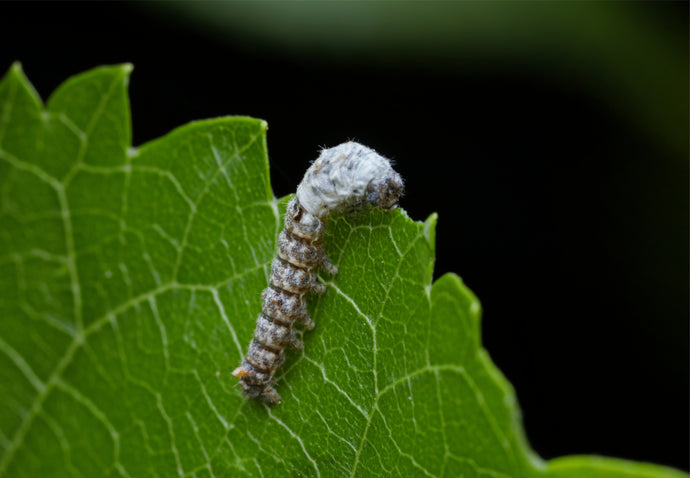 Live Silkworms Small