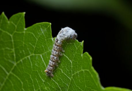 Load image into Gallery viewer, Live Silkworms Small
