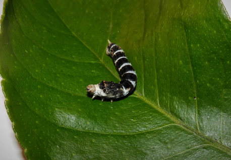 Tiger Silkworm Eggs