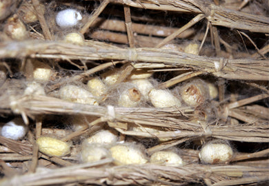 Waste Silkworm Cocoons